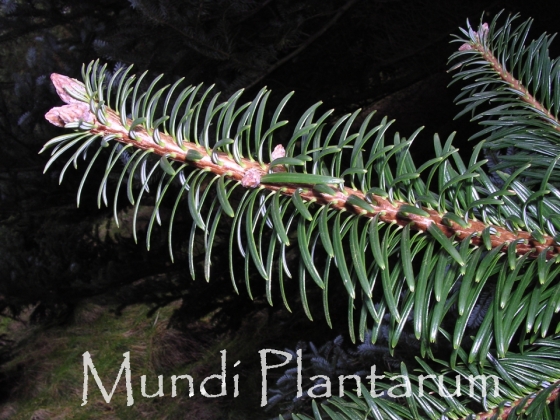 Abies chengii Mundi Plantarum